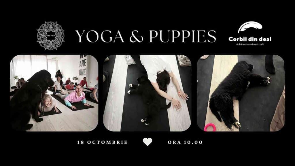 Yoga with Puppies - Puppy Yoga in Constanta
