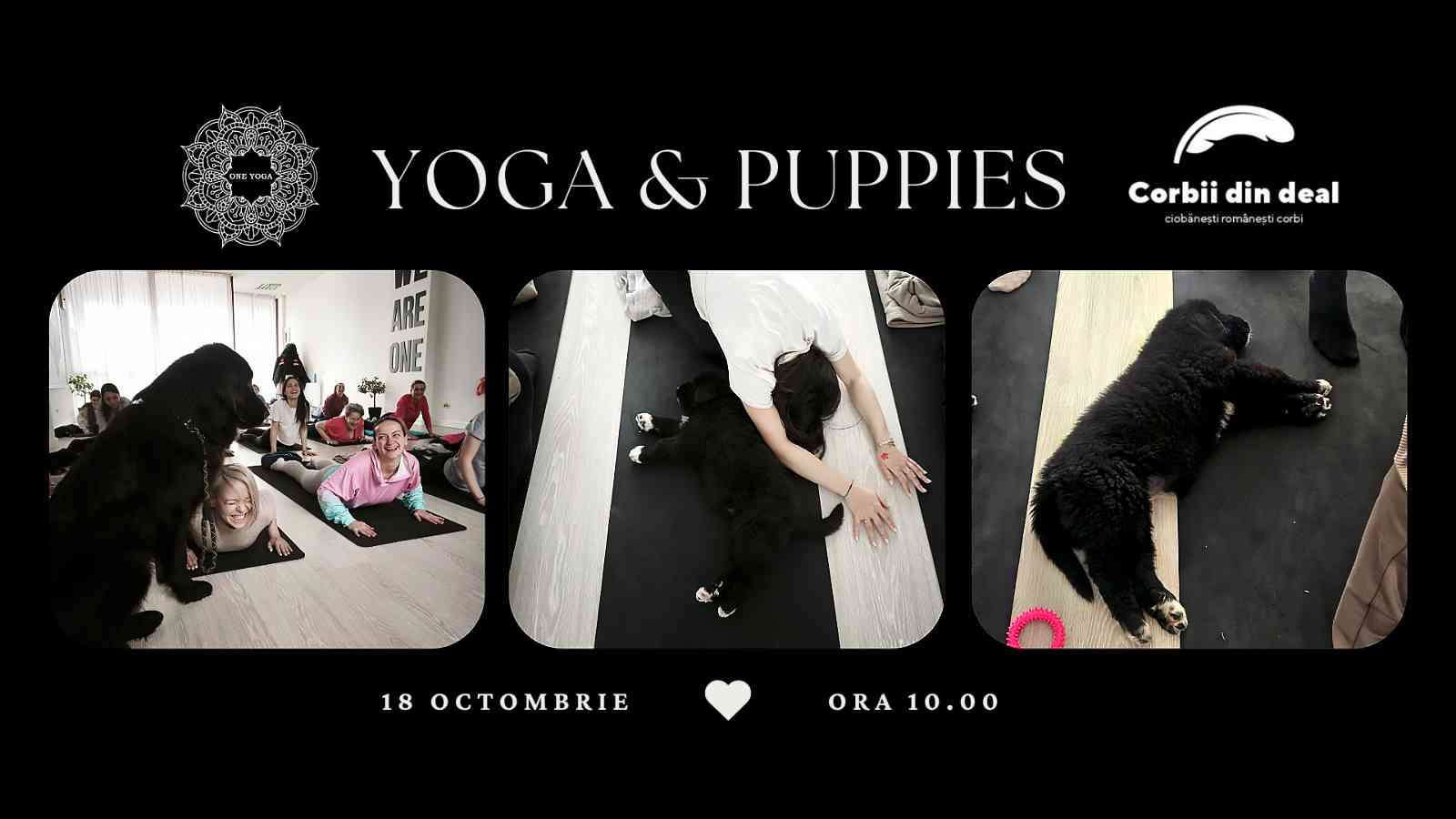 Yoga with Puppies: Puppy Yoga in Constanta — Constanța